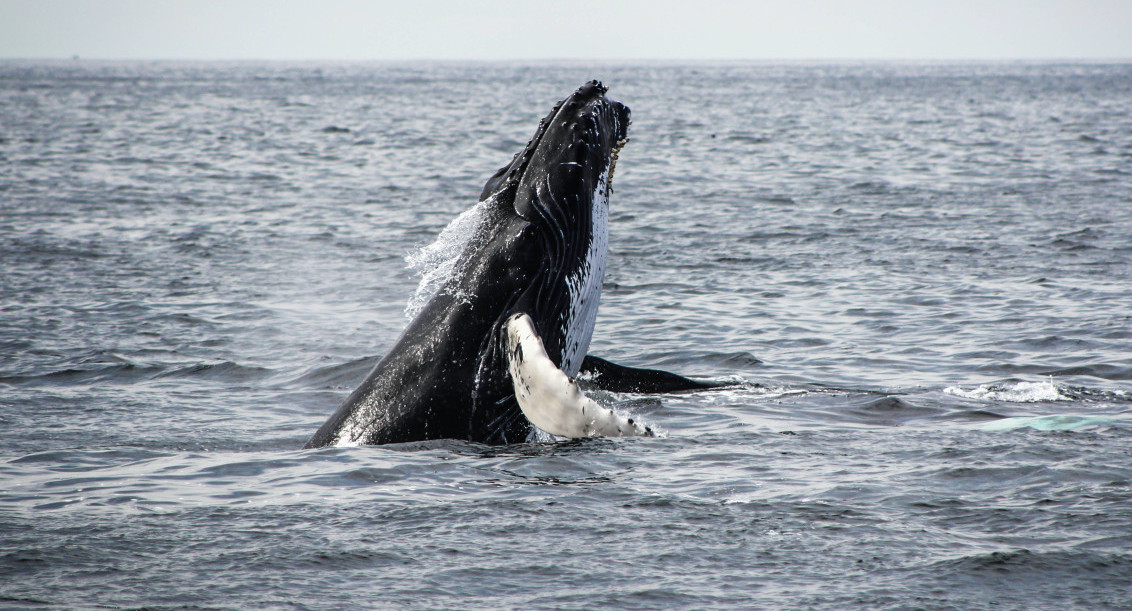 Ballena rorcual común, la segunda más grande detrás de la ballena azul. Foto: Unsplash