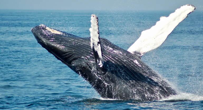 Retoman el asesinato de ballenas en Islandia con medidas mas mortales. Foto: Unsplash