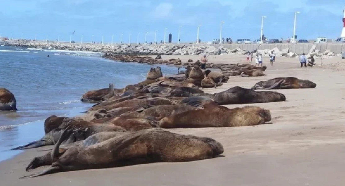 Muerte de lobos. Foto: NA.