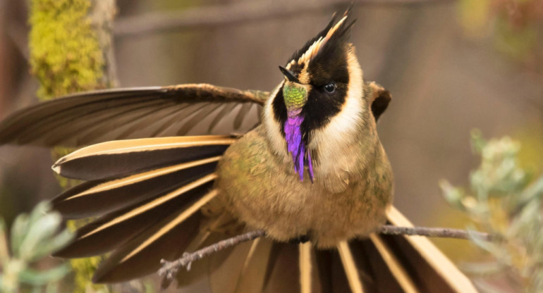 Aves Eje Cafetero , Colombia. Foto: EFE