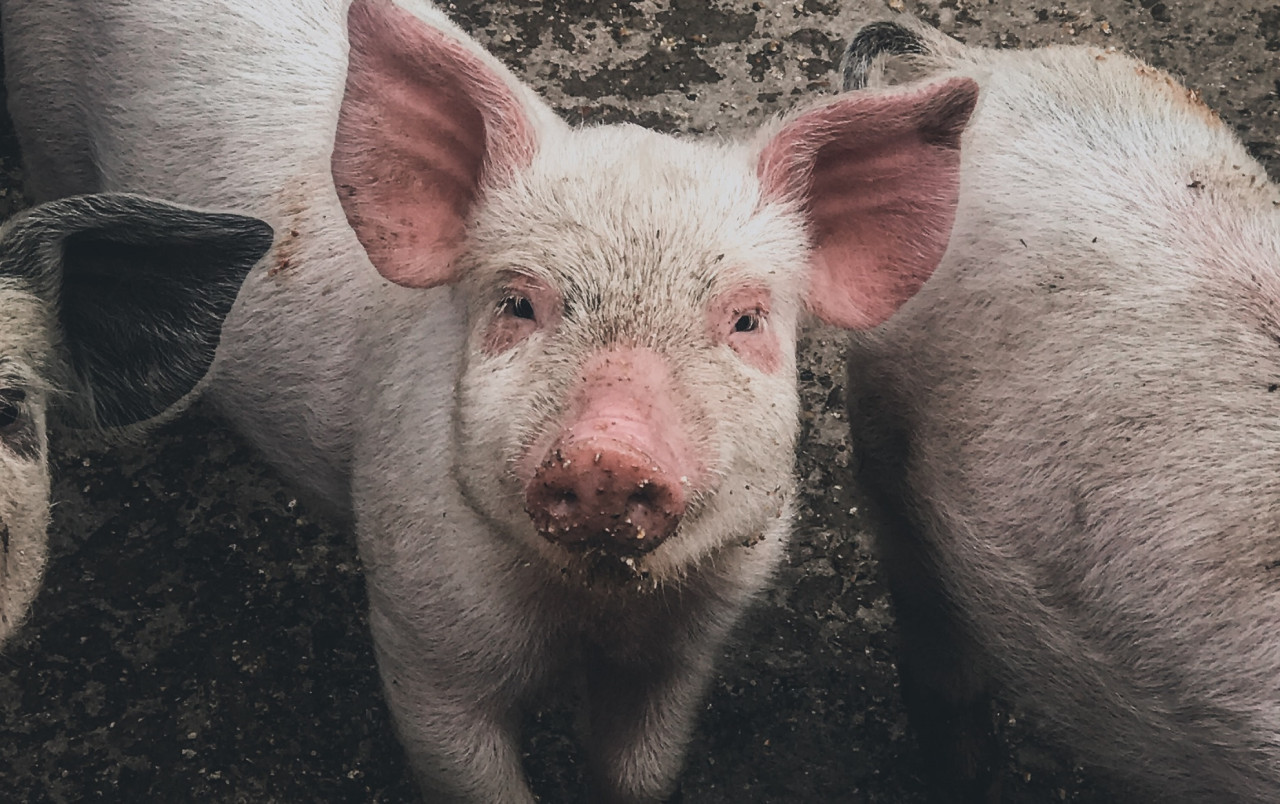 La triquinosis zoonosis se transmite por la ingesta de carne cruda o mal cocida. Foto: Unsplash.