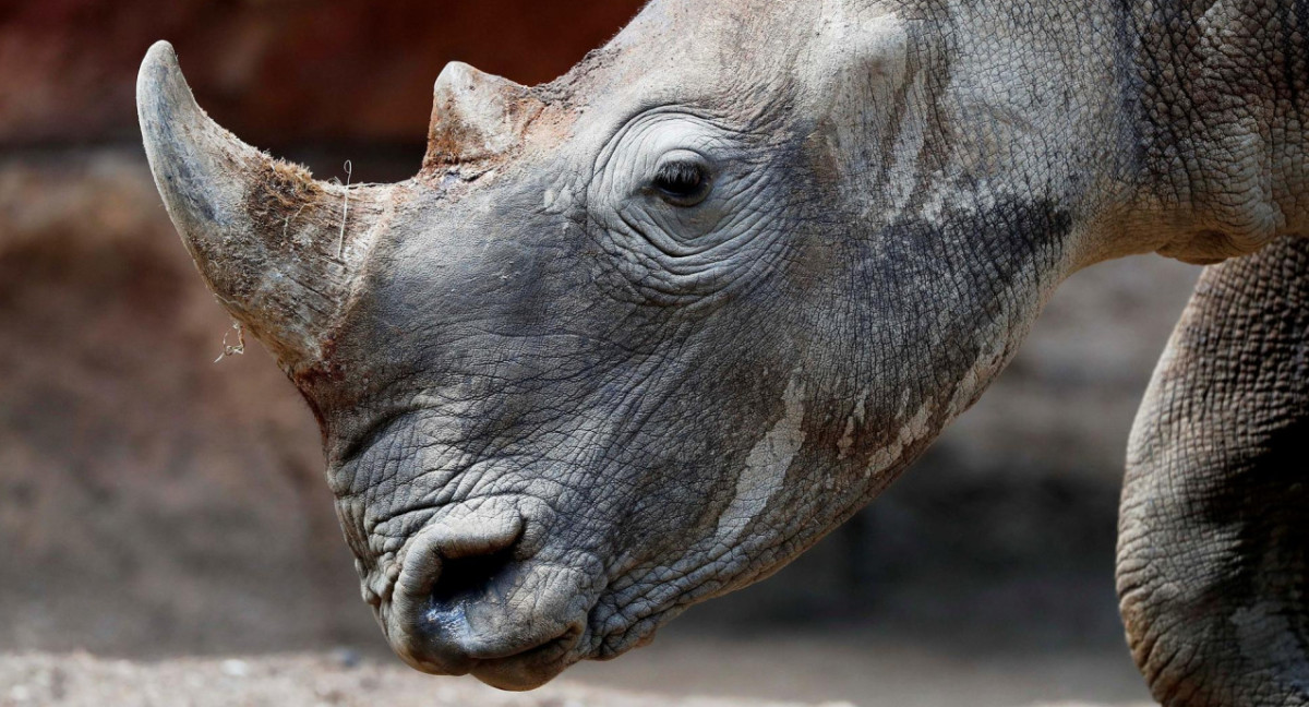 Rinoceronte sudafricano blanco. Foto: EFE.