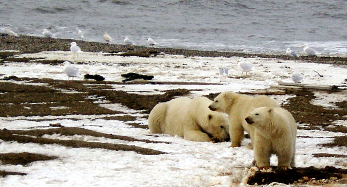 Alaska. Foto: Reuters