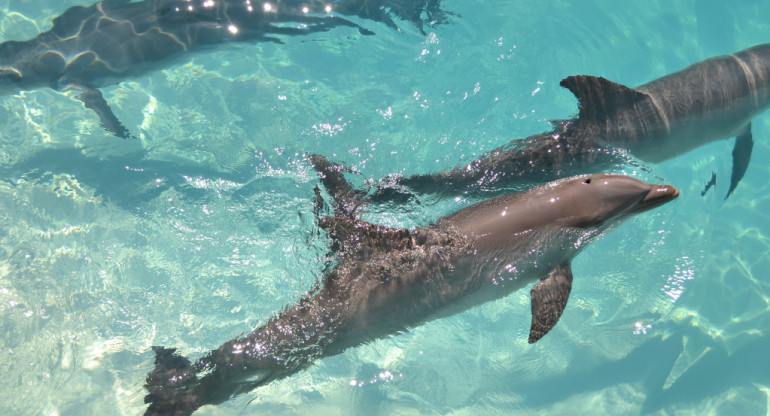 Cuando se habla de animales marinos, comúnmente suelen asociarse a tiburones, delfines, ballenas o peces. Unsplash.