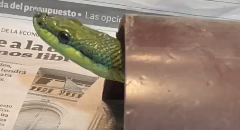 Descubren un serpentario ilegal en Villa Urquiza. Foto: captura.