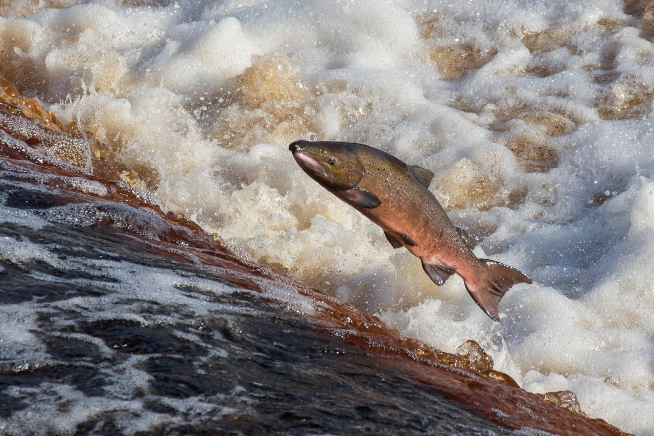 Salmón. Foto: Unsplash.