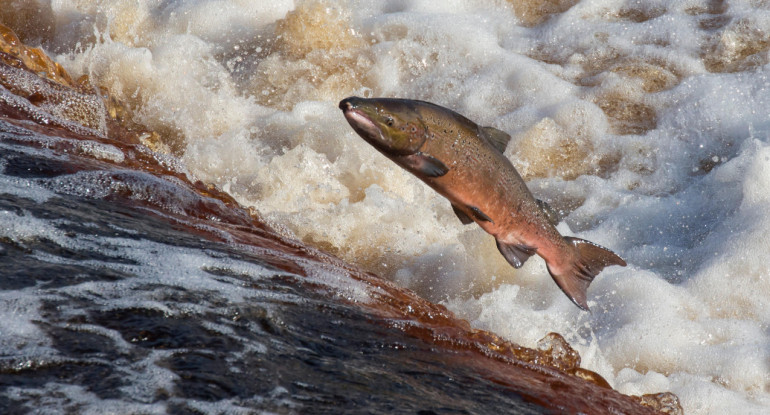 Salmón. Foto: Unsplash.