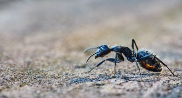 La picadura de la hormiga bala genera un dolor puro, intenso y brillante. Unsplash.