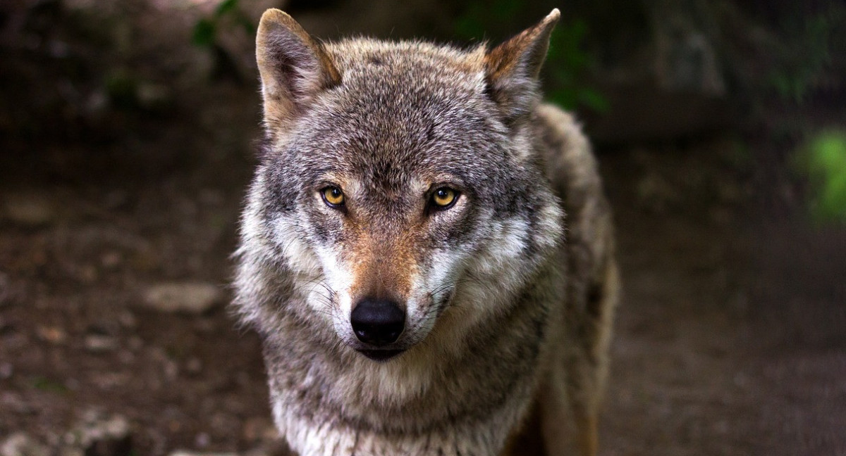 Lobo. Foto: Pixabay