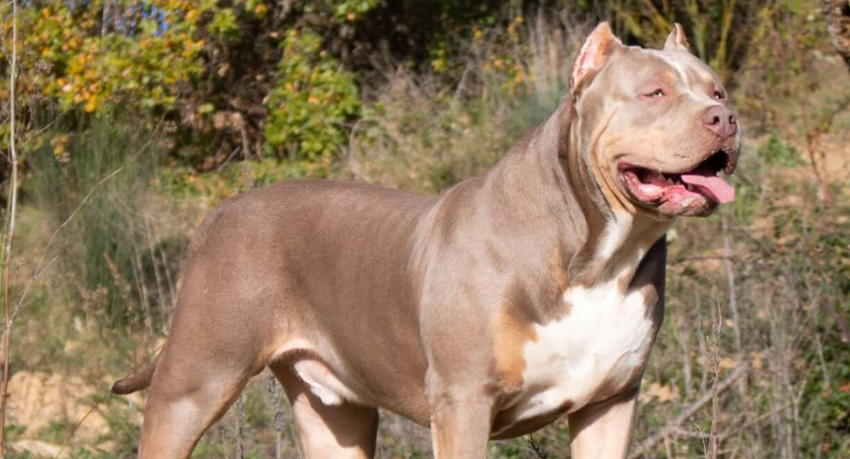 Perro de la raza American Bully XL.