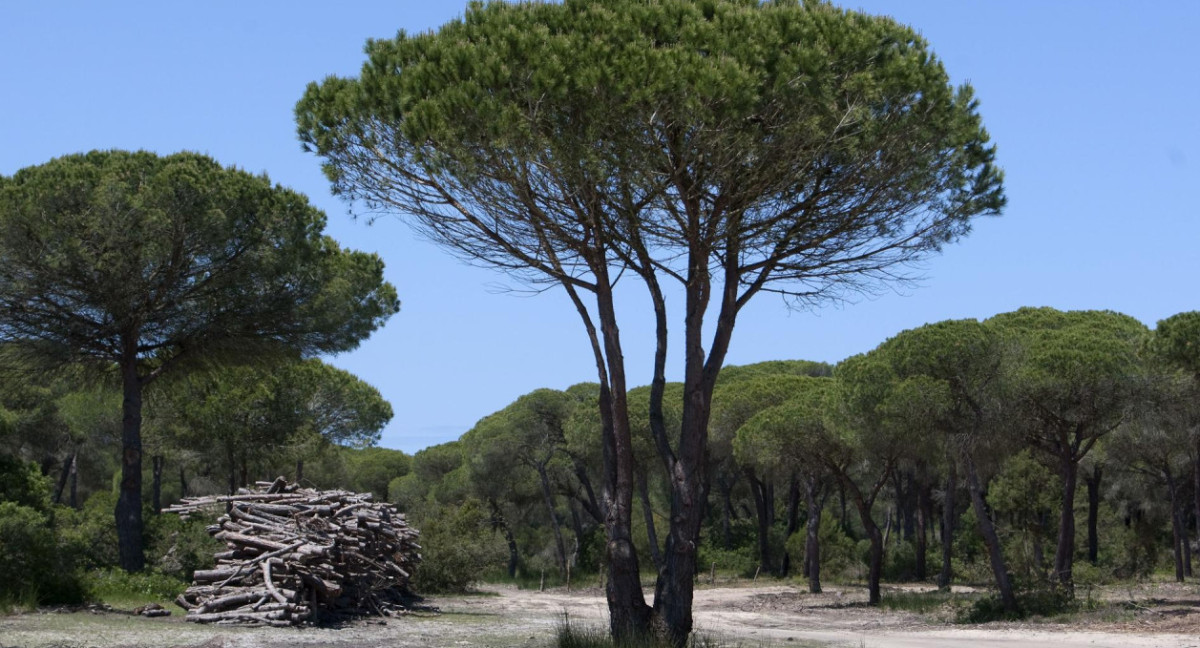 Bosque mediterráneo. Foto: EFE.