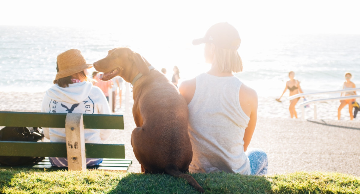 En Alemania, un grupo de personas se auto perciben perros. Foto: Unsplash