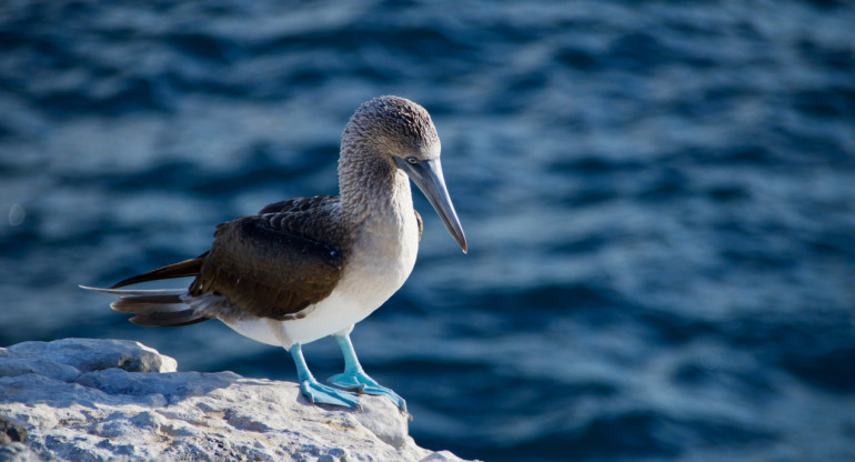 Investigan la presencia de aves enfermas en las islas Galápagos y alertan por posible brote de gripe aviar. Unsplash.