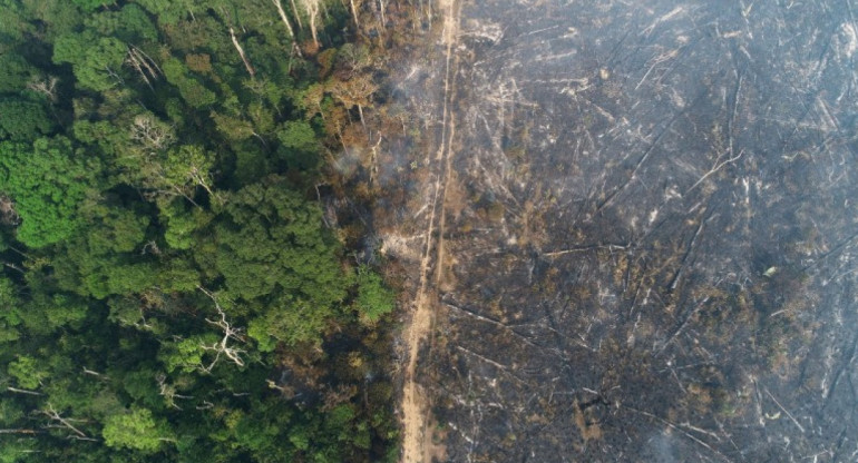 Amazonia. Foto: REUTERS.