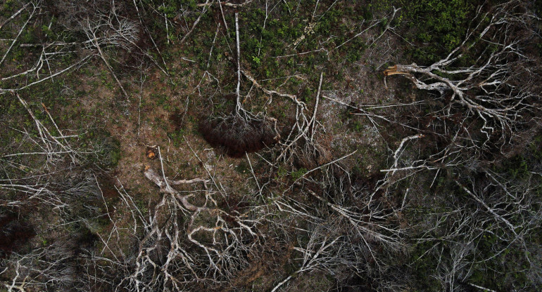 Amazonia. Foto: REUTERS.