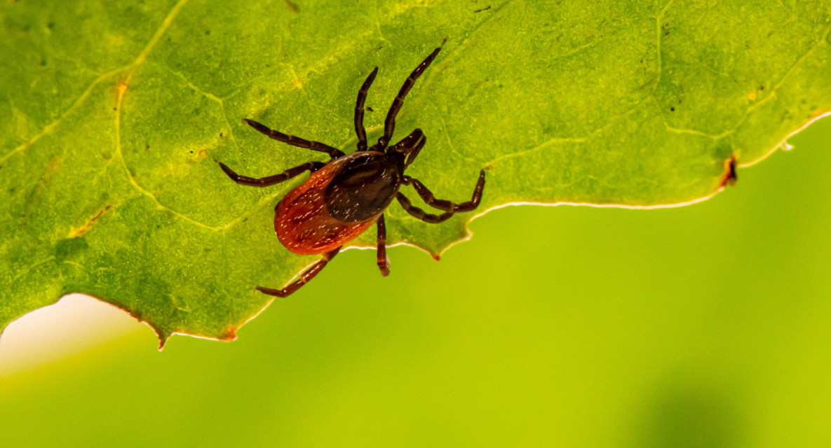 La picadura de una garrapata puede hacerte alérgico a la carne roja. Unsplash.