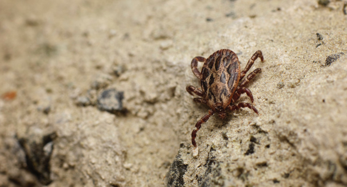 La garrapata, portadora de alfa-gal, te pica y activa tu sistema inmunitario de alergia. Unsplash.