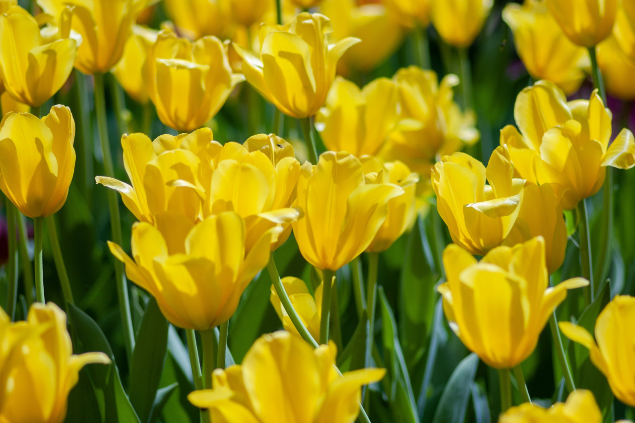 Flores Amarillas. Foto: Unsplash