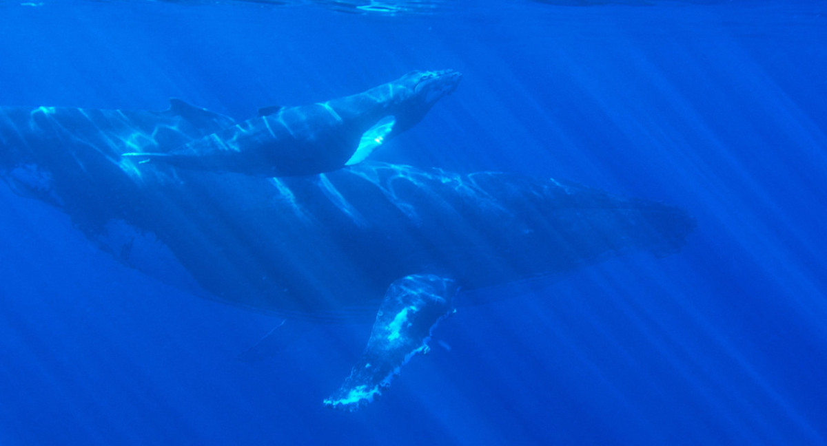 Ballenas. Foto: Unsplash