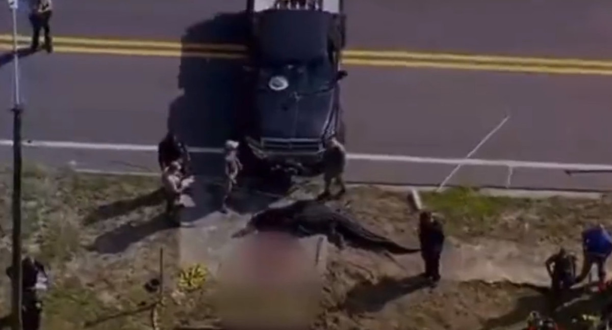 La policía junto al caimán gigante tras el hallazgo. Foto: captura video