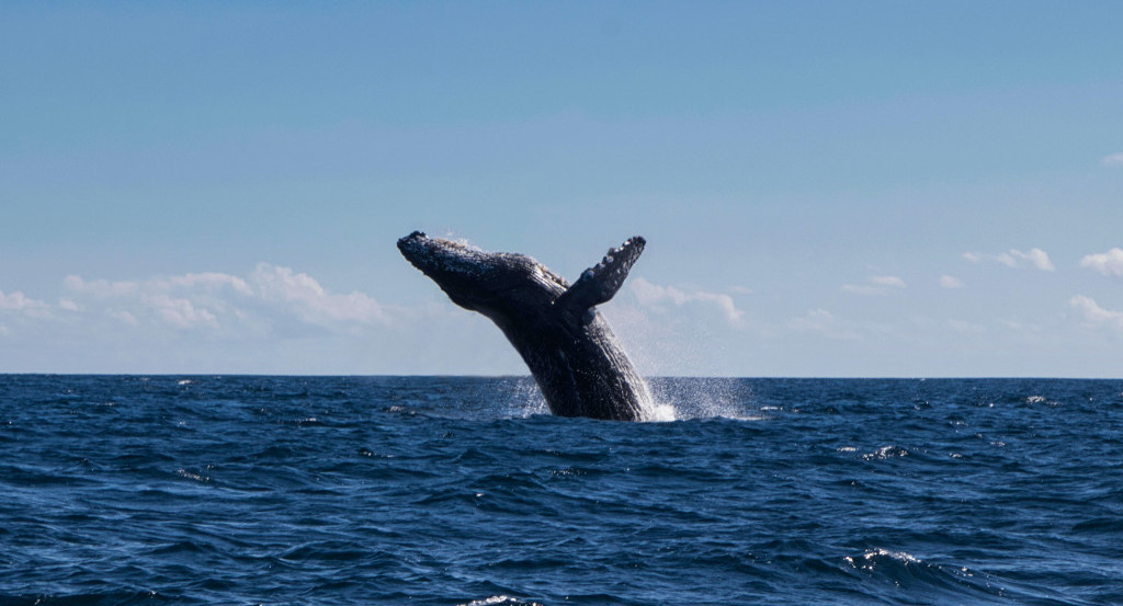 Ballena franca austral. Foto: Unsplash.