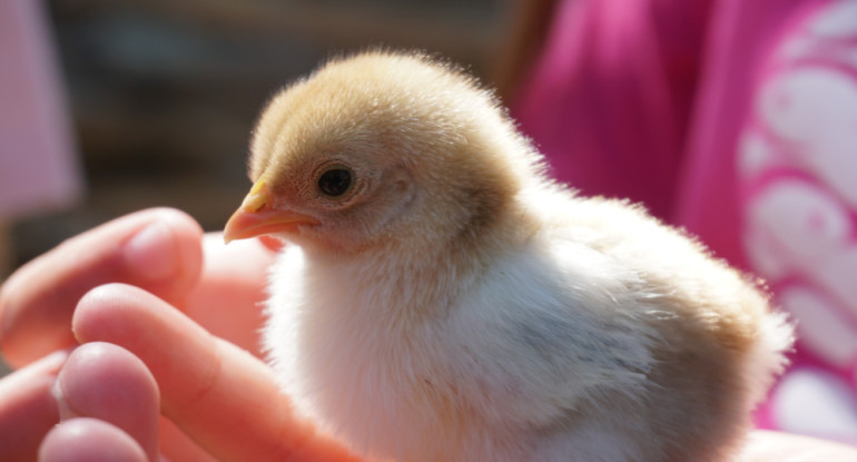 Pollito. Foto: Unsplash