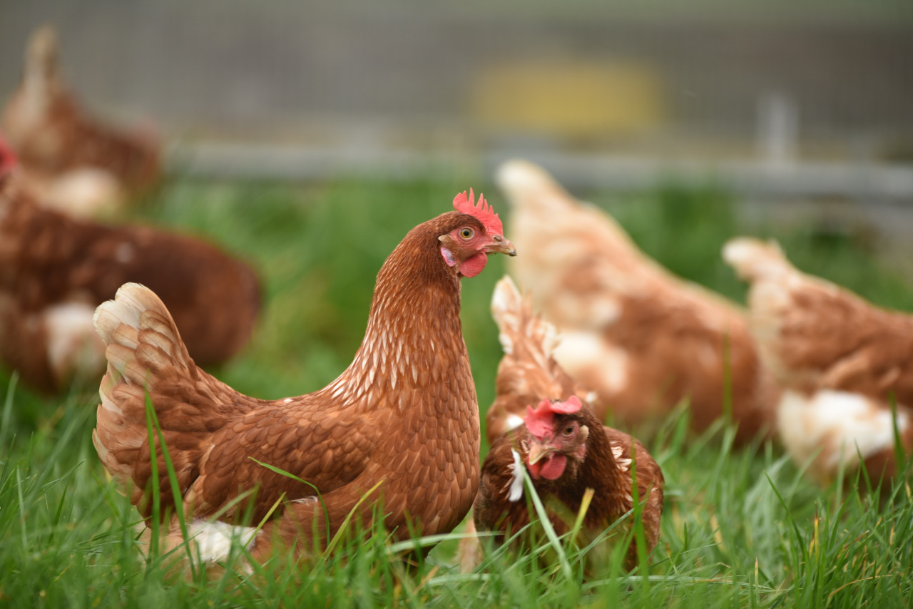 La Inteligencia Artificial como traductor de las gallinas. Foto: Unsplash