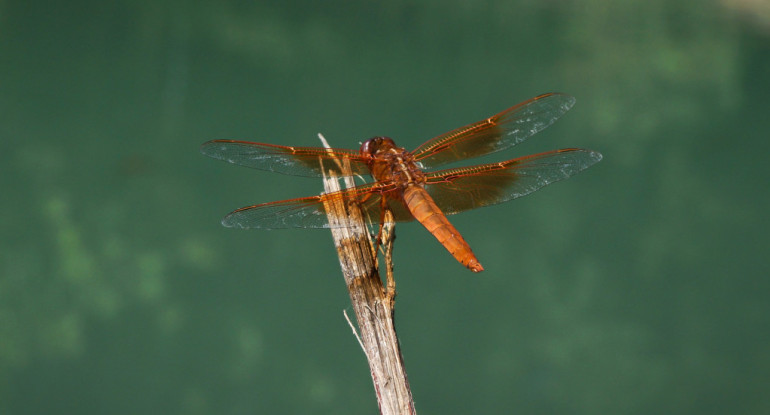 Libélula. Foto: Unsplash