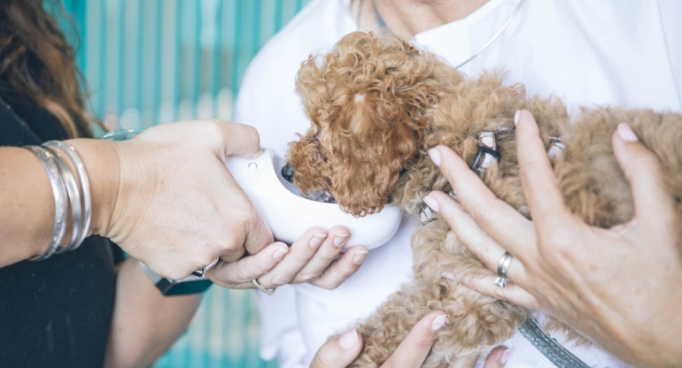 La incidencia de rabia humana transmitida por perros disminuyó en los últimos años. Foto: Unsplash.