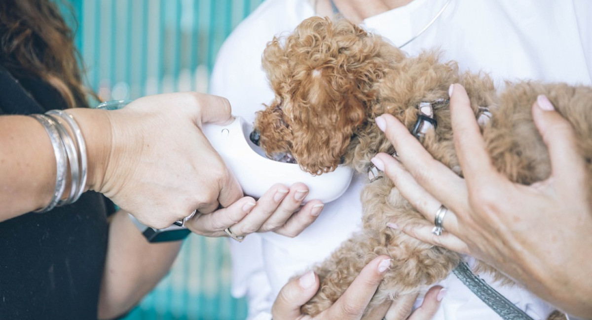 La incidencia de rabia humana transmitida por perros disminuyó en los últimos años. Foto: Unsplash.