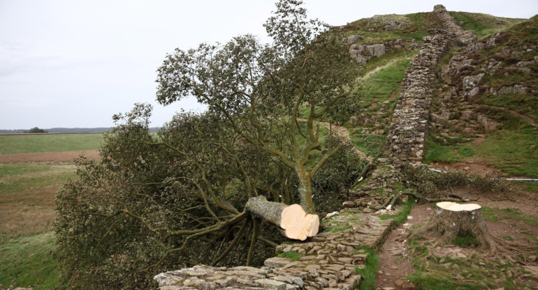 Tala del árbol de Robin Hood en Reino Unido. Foto: EFE.