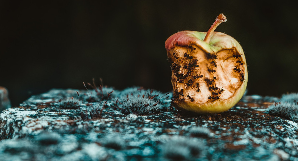 Desperdicio de alimentos. Foto: Unsplash