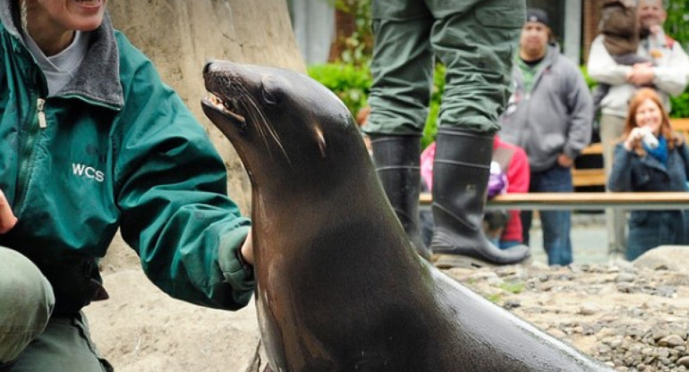 Lobo Marino. Foto: Captura del zoológico de Central Park