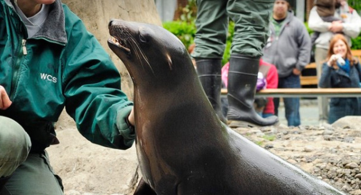 Lobo Marino. Foto: Captura del zoológico de Central Park