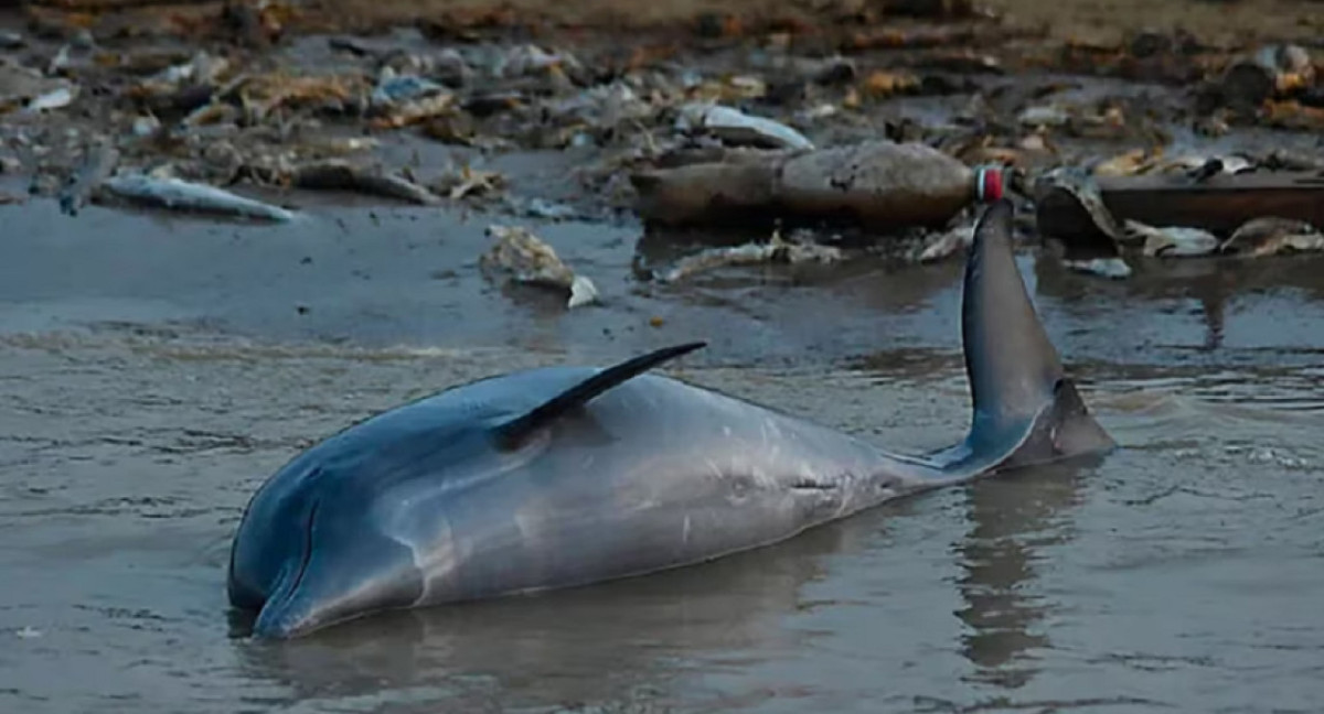 Más de 100 delfines murieron en un río de la Amazonía brasileña. Foto: Instituto Mamirauá