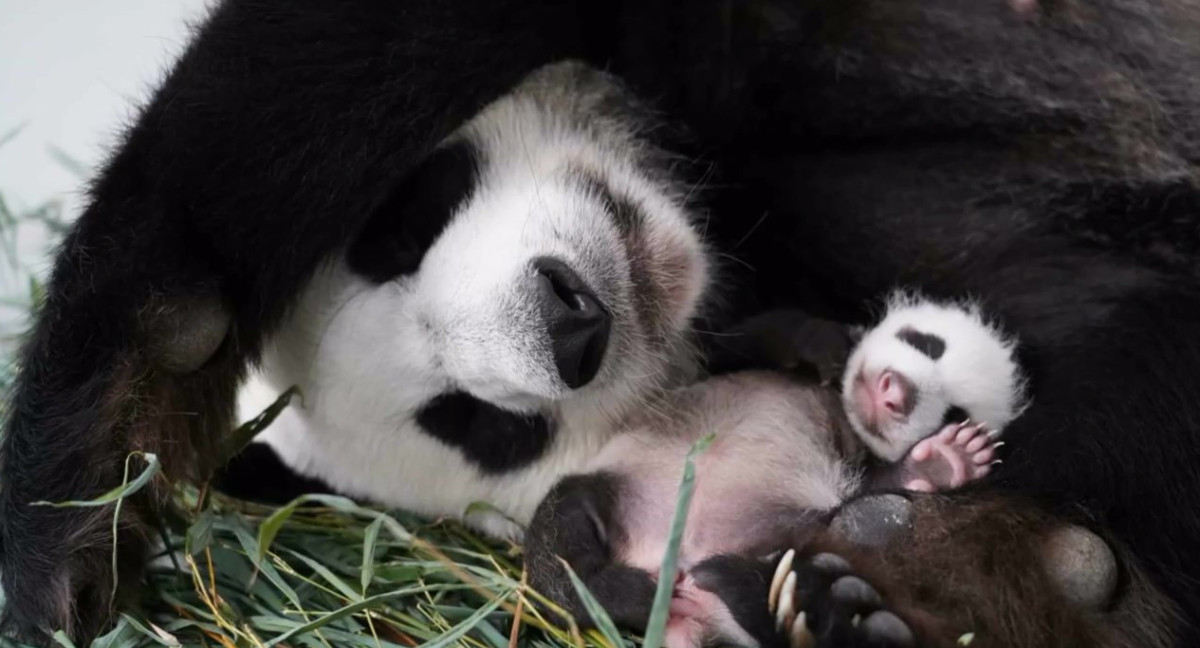 Ding Dong y su cachorro en el Zoológico de Moscú. Foto: Captura de pantalla.