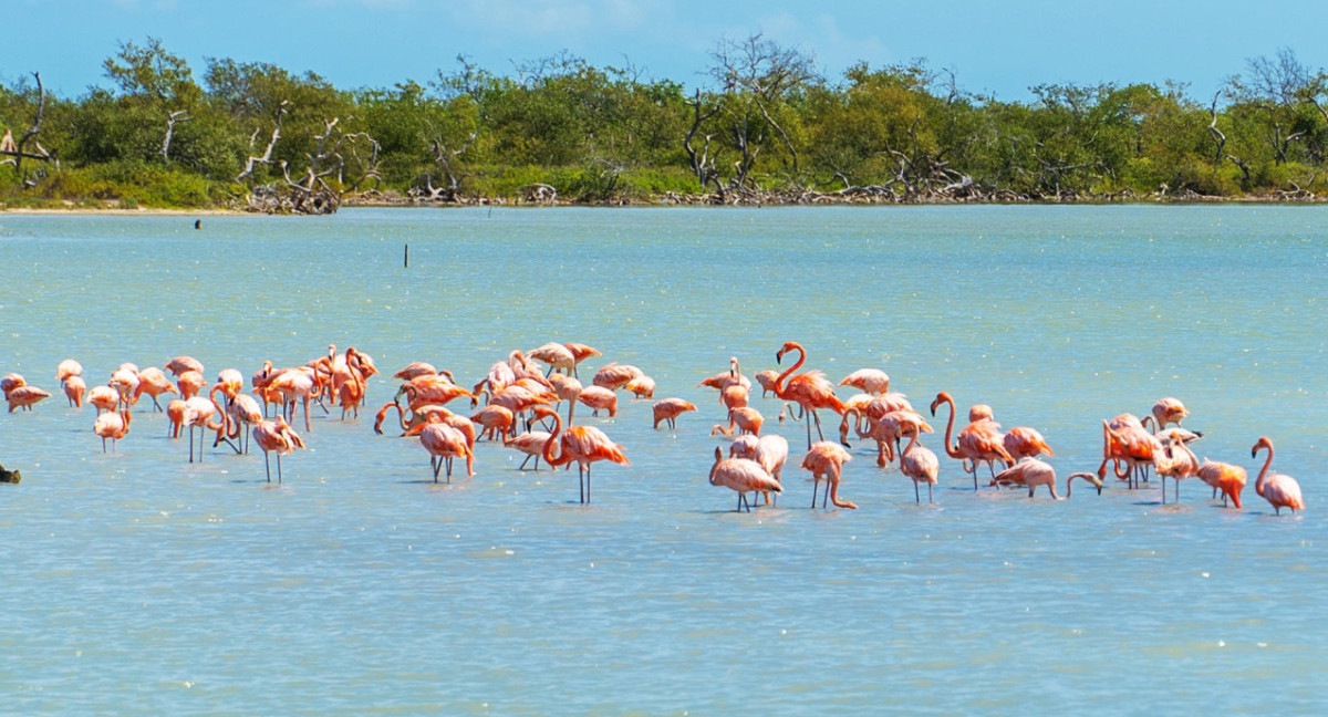 Liberaron flamencos rosados. Foto: EFE.