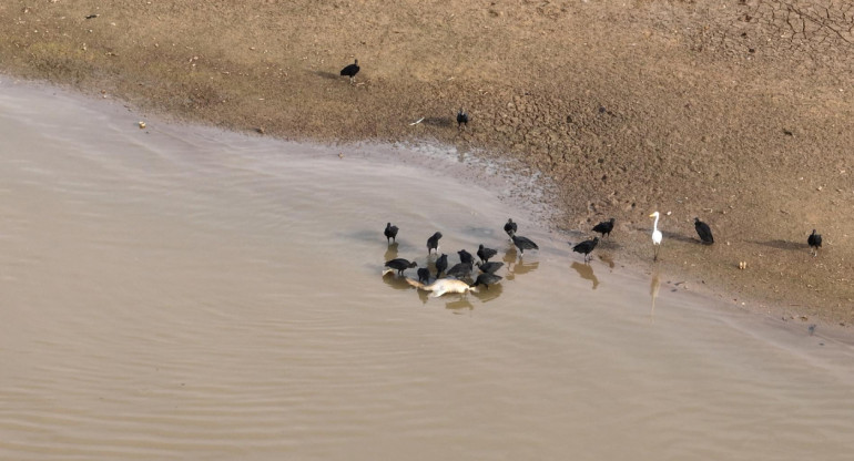 Muerte de delfines en el Amazonía. Foto: EFE