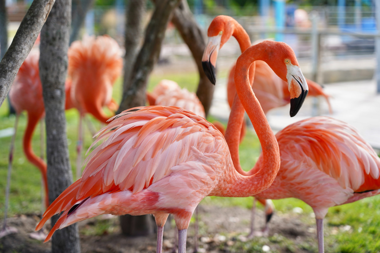 Flamencos. Foto: Unsplash