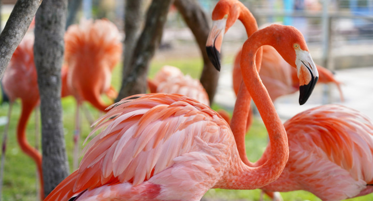 Flamencos. Foto: Unsplash