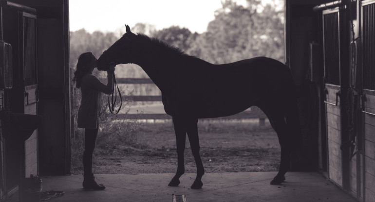 Caballo. Foto: Unsplash.