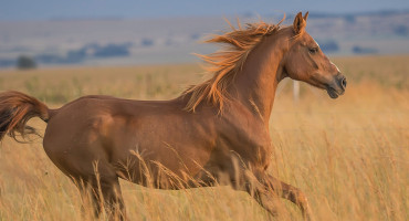 Caballo. Foto: Unsplash.