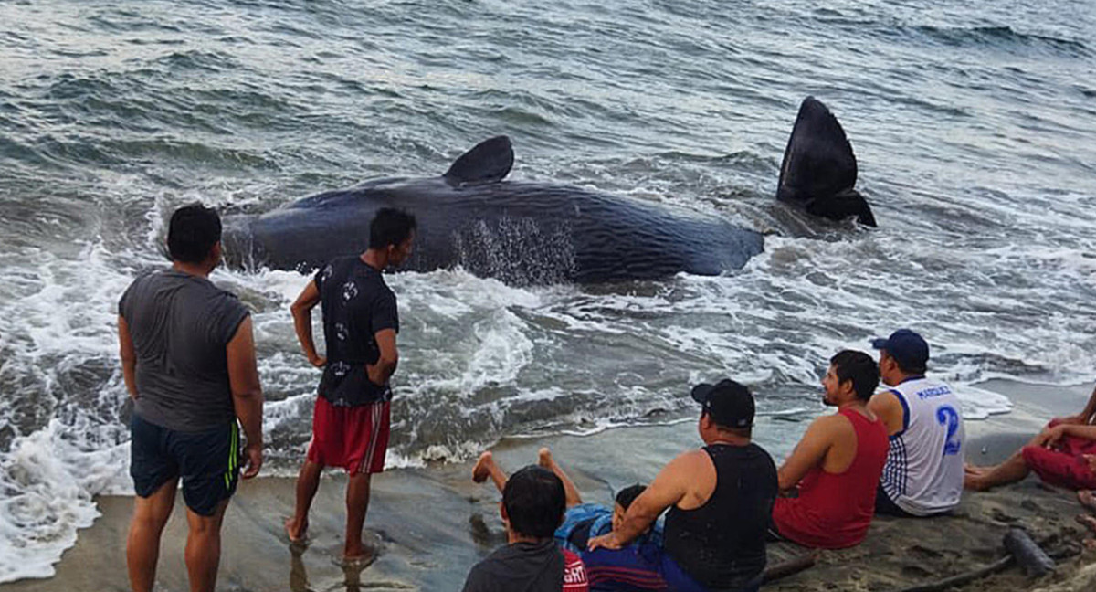 Encontraron muerta una ballena jorobada en México. Foto: EFE.