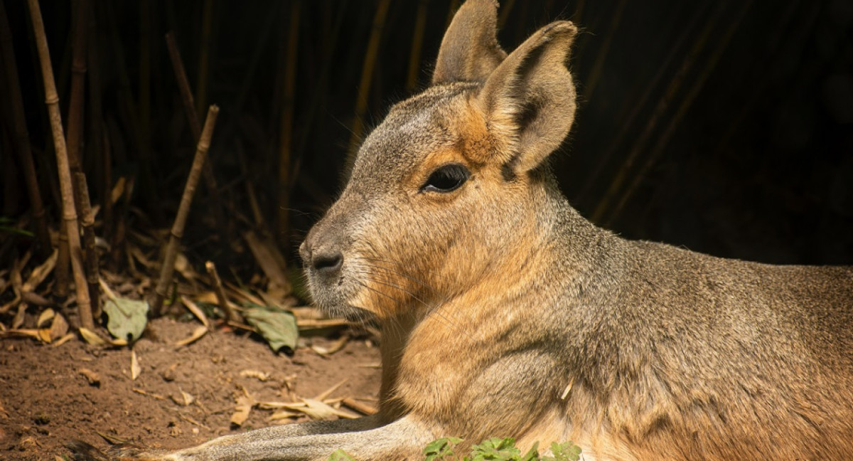 Mara Patagónica. Foto: Unsplash.