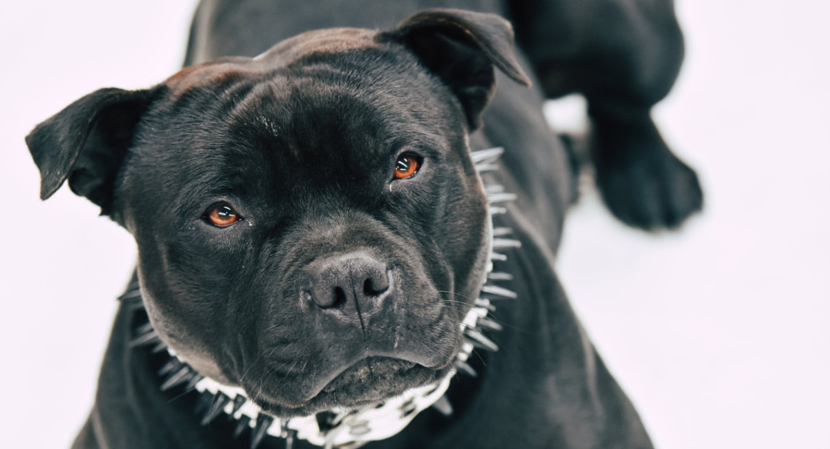 Perro Pitbull. Unsplash.