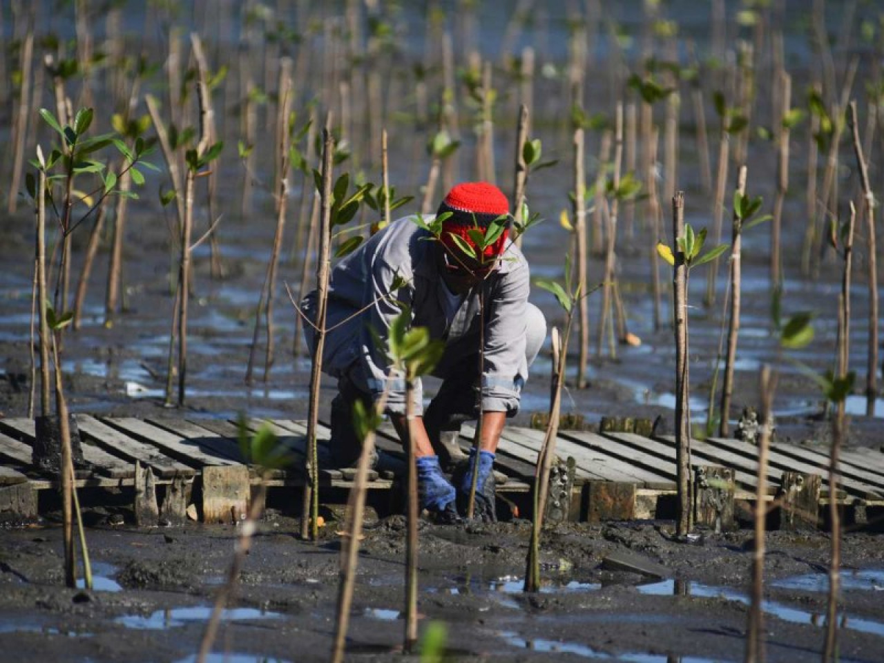 Reforestación de manglares. Foto: Reuters.