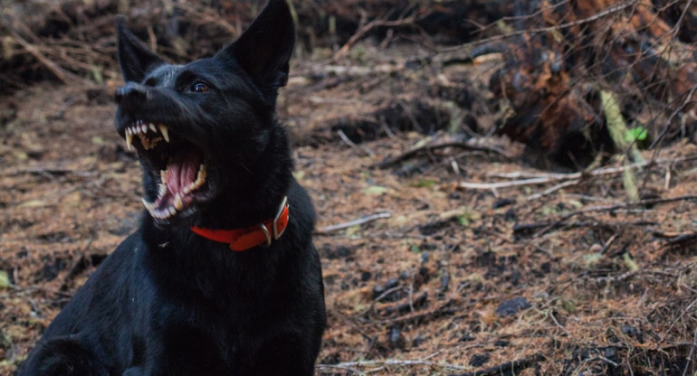 Perro; ataque. Foto: Unsplash.