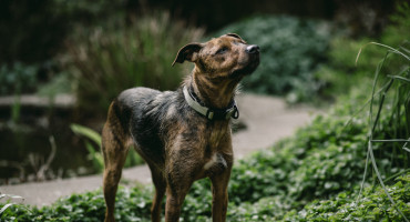 Perro. Foto: Unsplash.