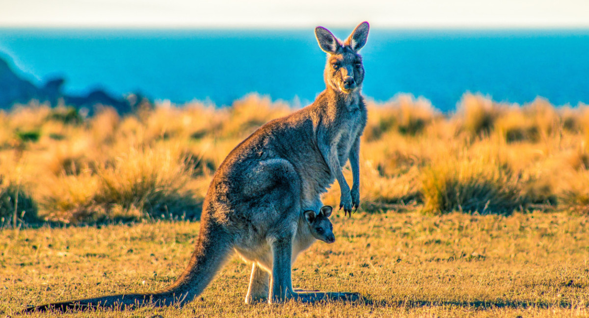 Canguros, Australia. Unsplash.