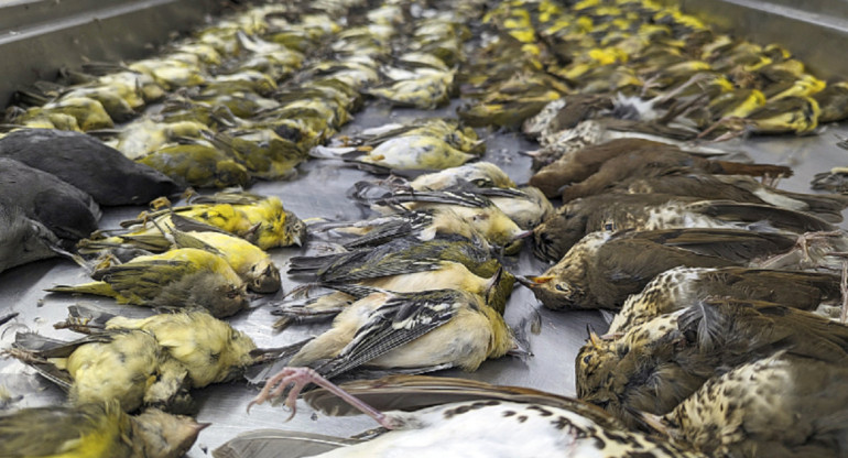 Expertos inspeccionan los cuerpos de las aves. Foto: gentileza Museo Field de Chicago.